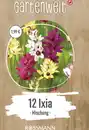 Bild 1 von GARTENWELT Ixia Mischung