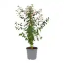 Bild 2 von GARDENLINE Fuchsienstamm