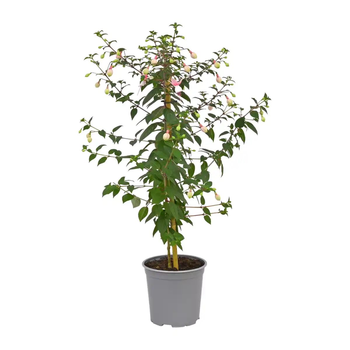 Bild 2 von GARDENLINE Fuchsienstamm