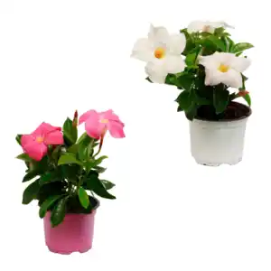 GARDENLINE Dipladenia