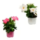 Bild 1 von GARDENLINE Dipladenia