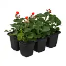 Bild 3 von GARDENLINE Geranien / Fuchsien