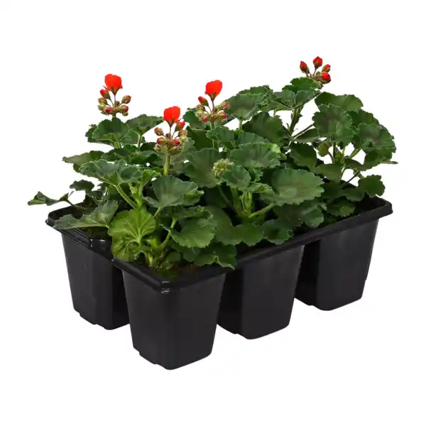 Bild 3 von GARDENLINE Geranien / Fuchsien