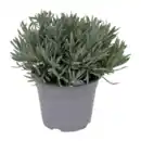Bild 1 von GARDENLINE Lavendel (Lavandula angustifolia)
