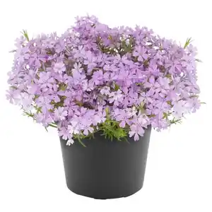 GARDENLINE Stauden Mix T13, Phlox