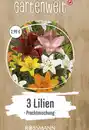 Bild 1 von GARTENWELT Lilien Prachtmischung