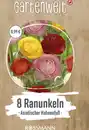 Bild 1 von GARTENWELT Asiatischer Hahnenfuss (Ranunkeln)