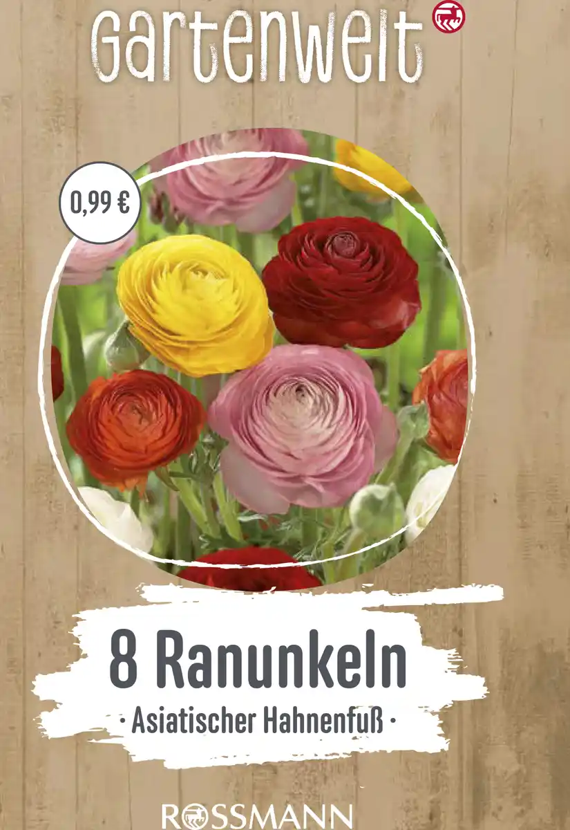 Bild 1 von GARTENWELT Asiatischer Hahnenfuss (Ranunkeln)