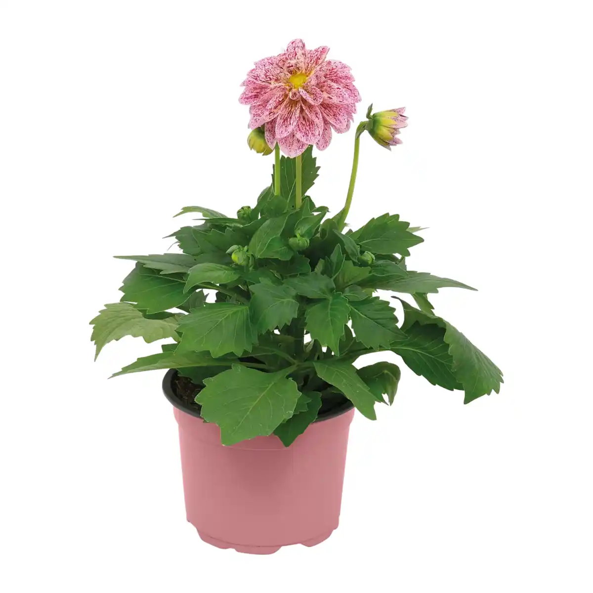 Bild 2 von GARDENLINE Italienischer Blühmix