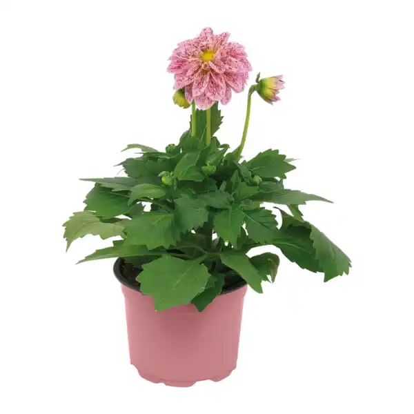 Bild 2 von GARDENLINE Italienischer Blühmix