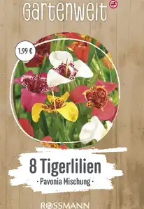 GARTENWELT Tigerlilien Mischung