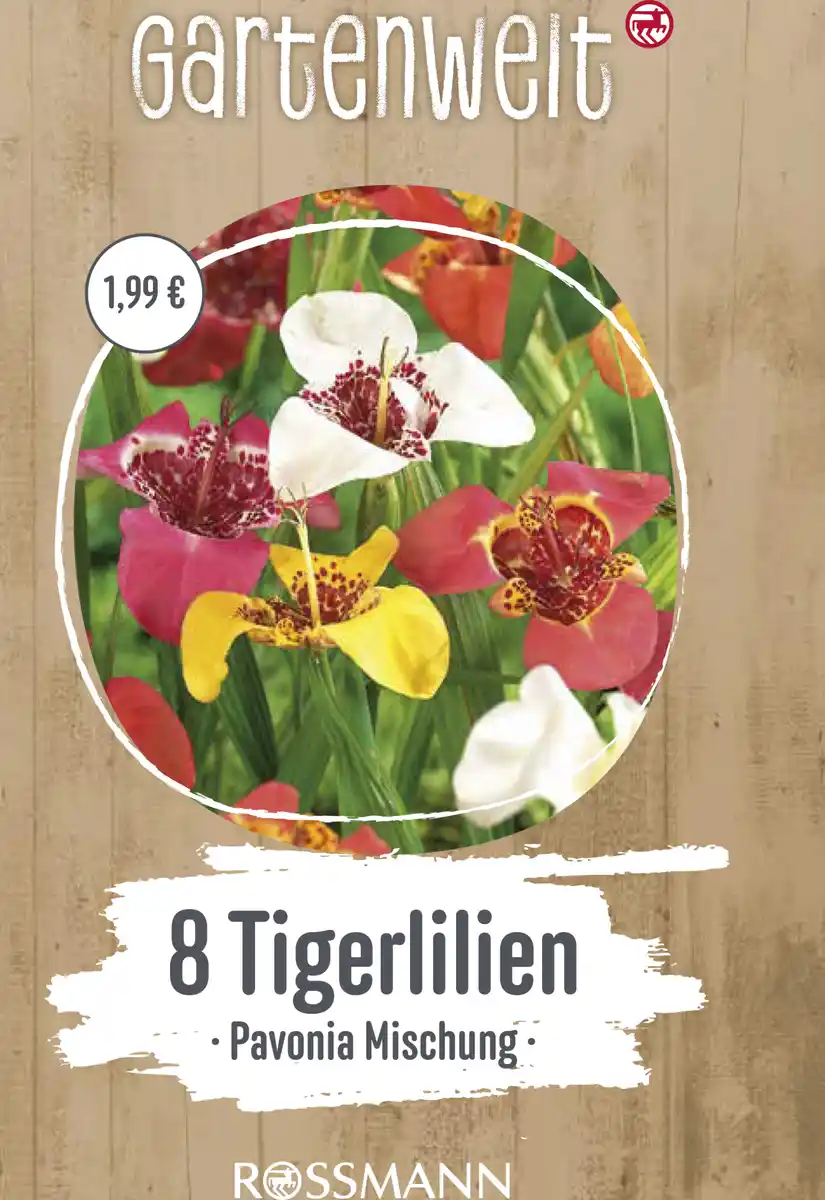 Bild 1 von GARTENWELT Tigerlilien Mischung