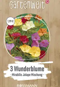 GARTENWELT Mirabilis Jalape Mischung