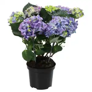 GARDENLINE Hortensien Busch, blau