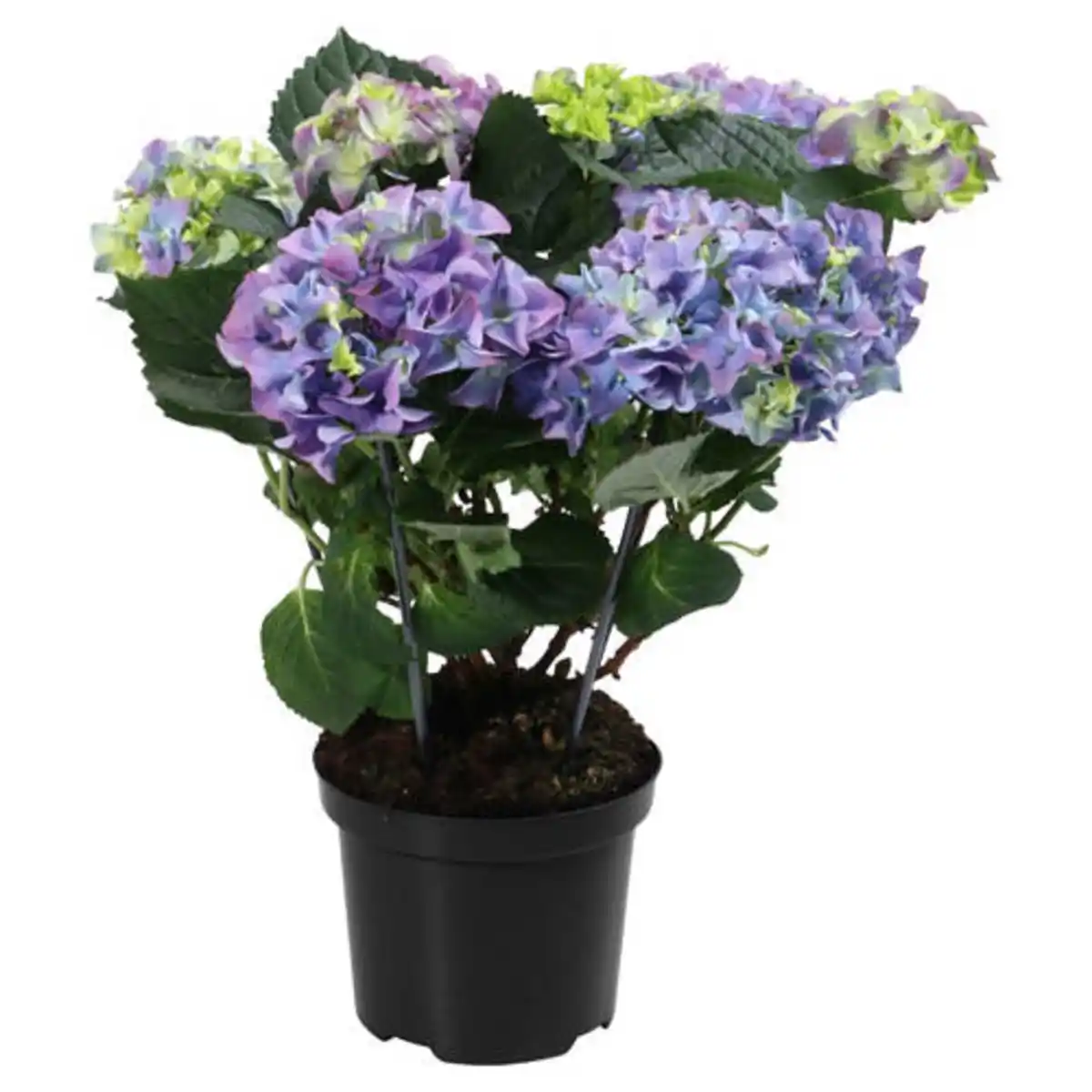 Bild 1 von GARDENLINE Hortensien Busch, blau