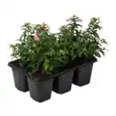 Bild 2 von GARDENLINE Geranien / Fuchsien