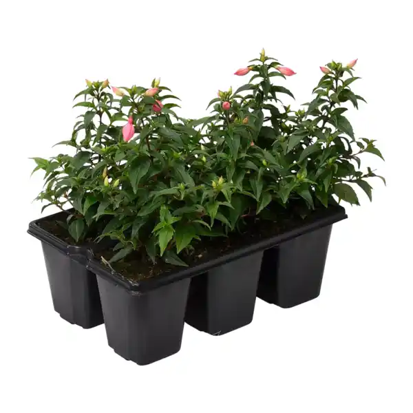 Bild 2 von GARDENLINE Geranien / Fuchsien