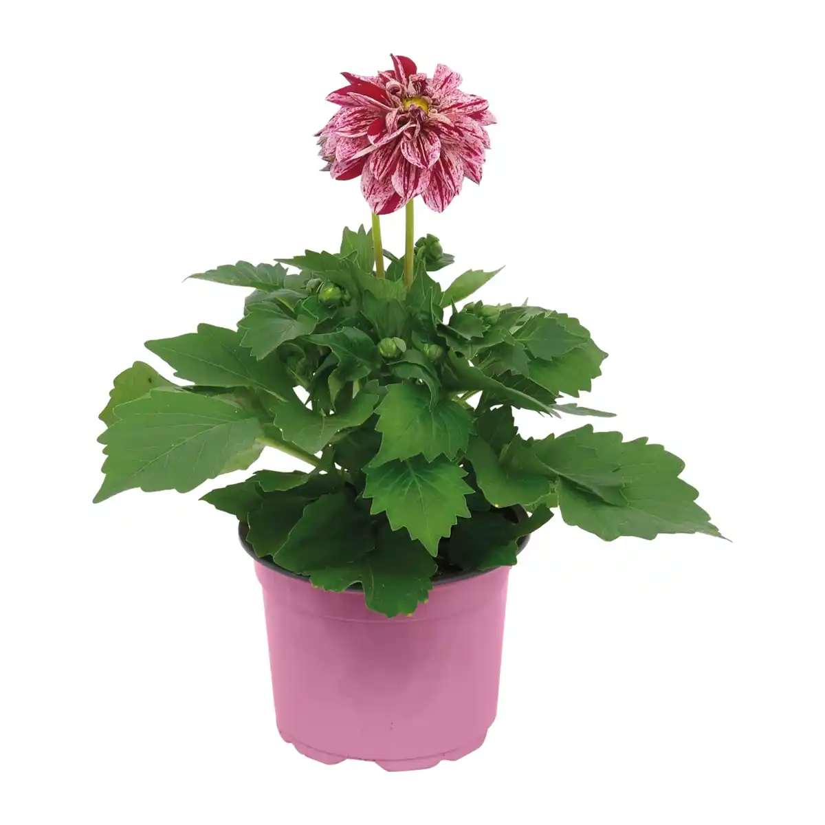 Bild 3 von GARDENLINE Italienischer Blühmix