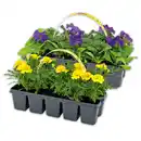 Bild 1 von Beetpflanzen