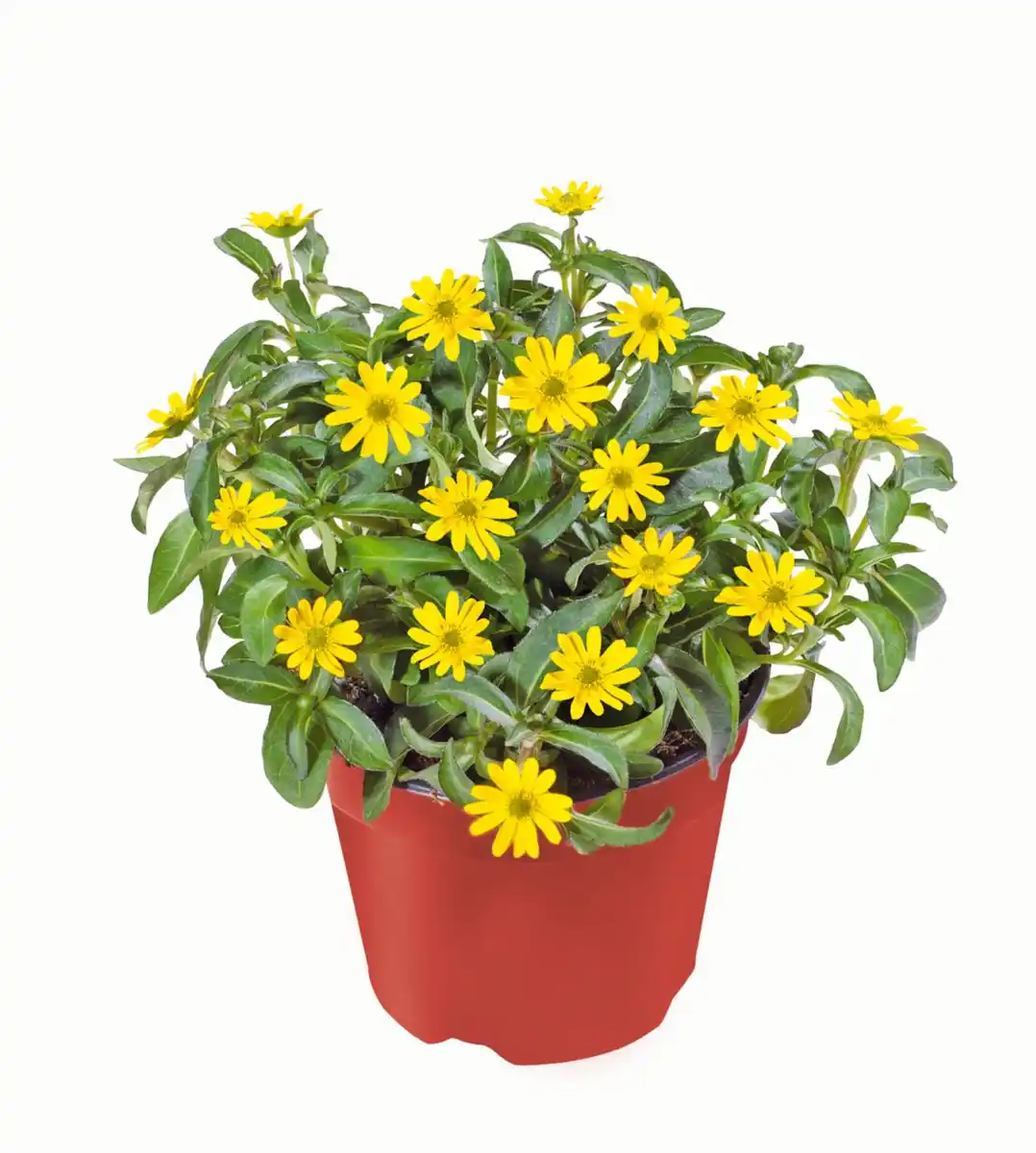 Bild 1 von Husarenknöpfchen oder Zweizahn