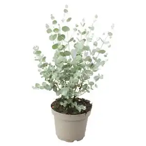 GARDENLINE Eukalyptus