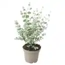 Bild 1 von GARDENLINE Eukalyptus