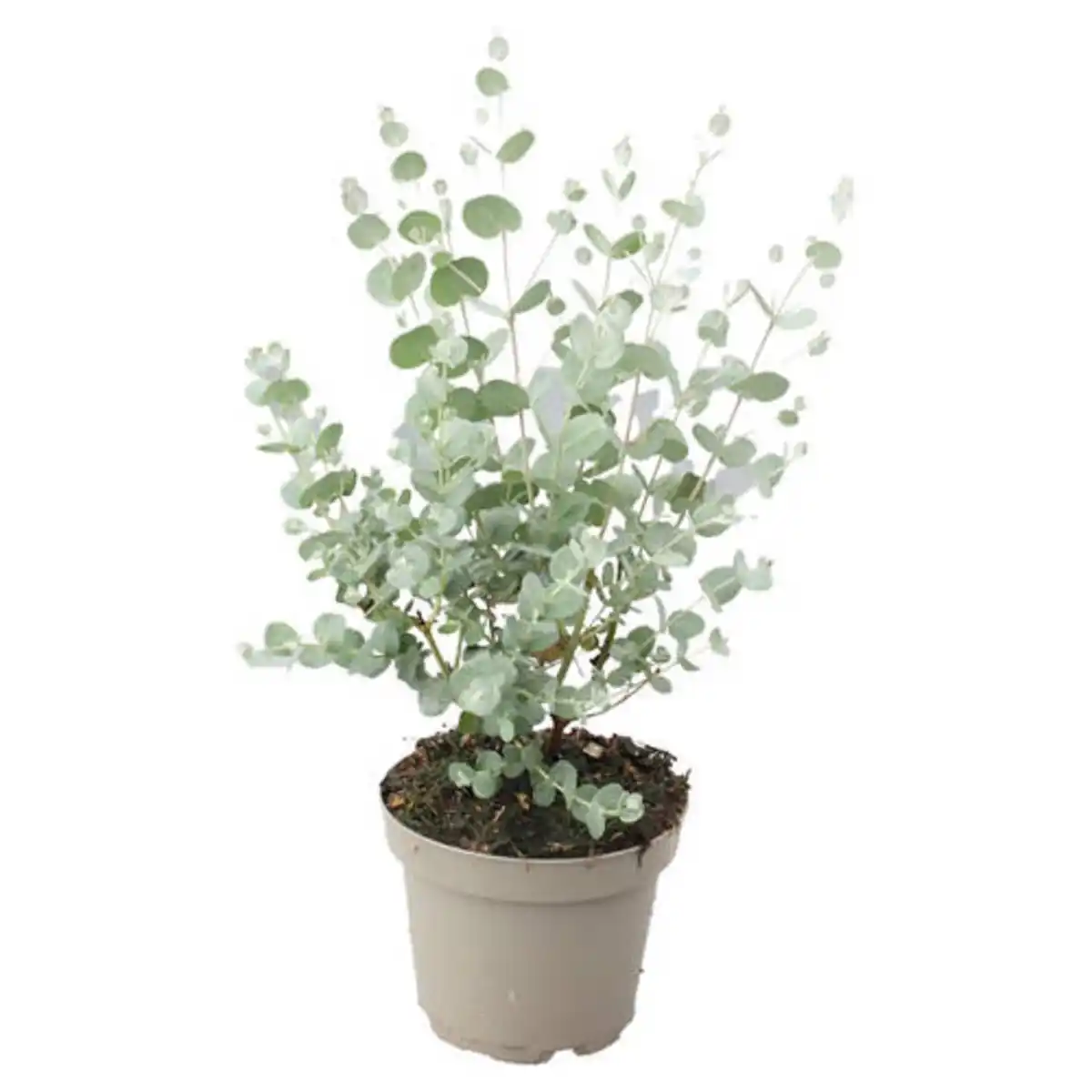 Bild 1 von GARDENLINE Eukalyptus