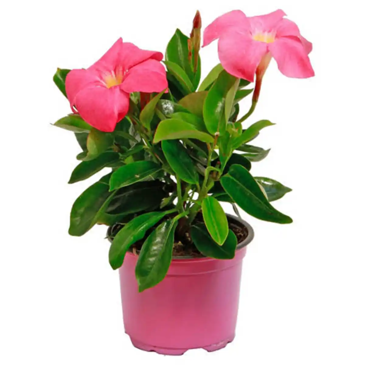 Bild 1 von GARDENLINE Dipladenie Rio Pink