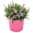 Bild 1 von GARDENLINE Nelke Macy