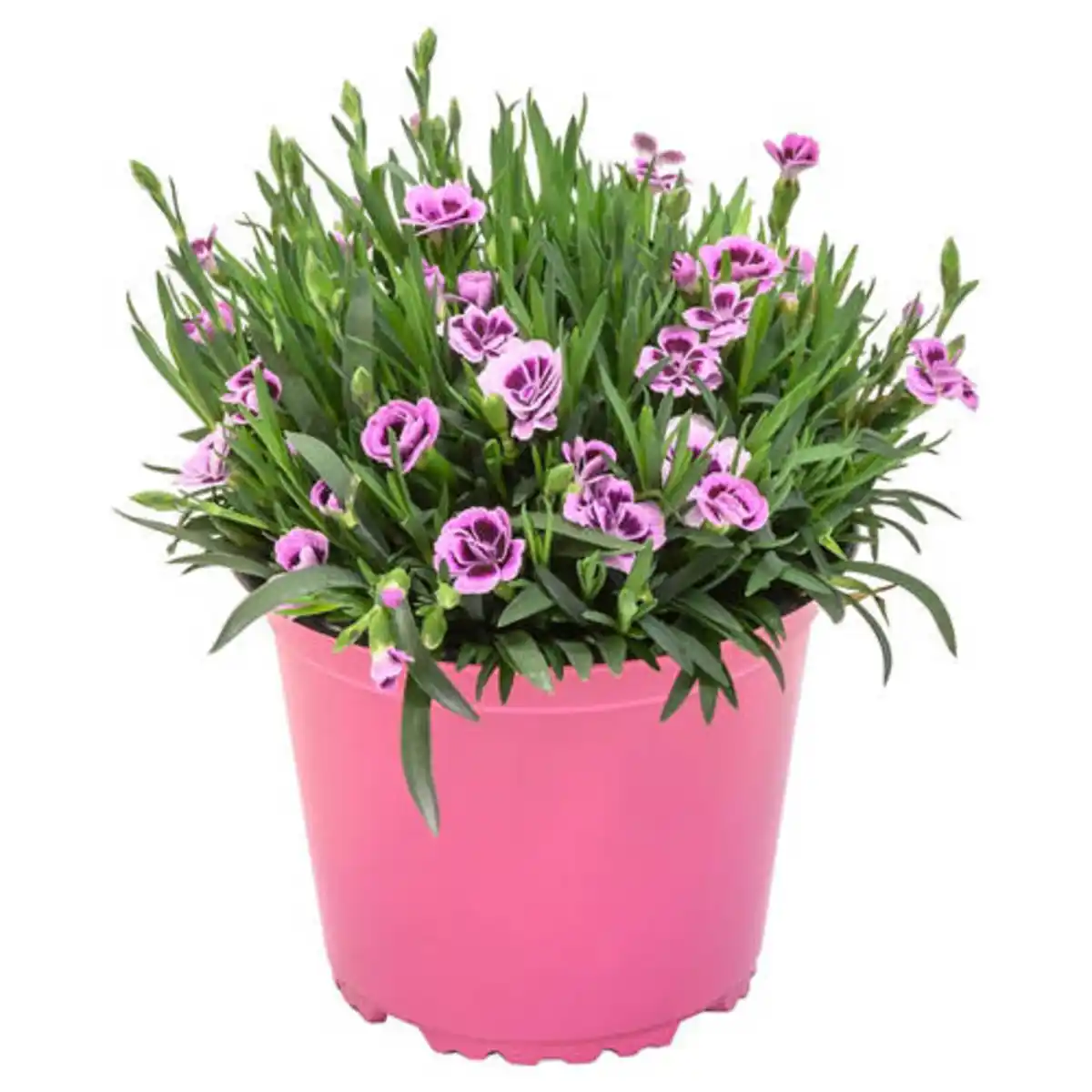 Bild 1 von GARDENLINE Nelke Macy