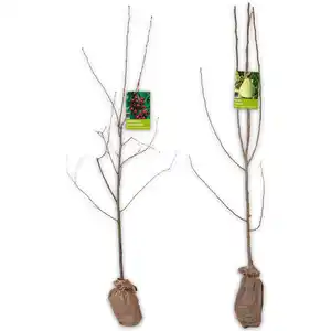 Obstbaum im Jutesack