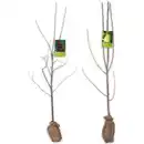 Bild 1 von Obstbaum im Jutesack