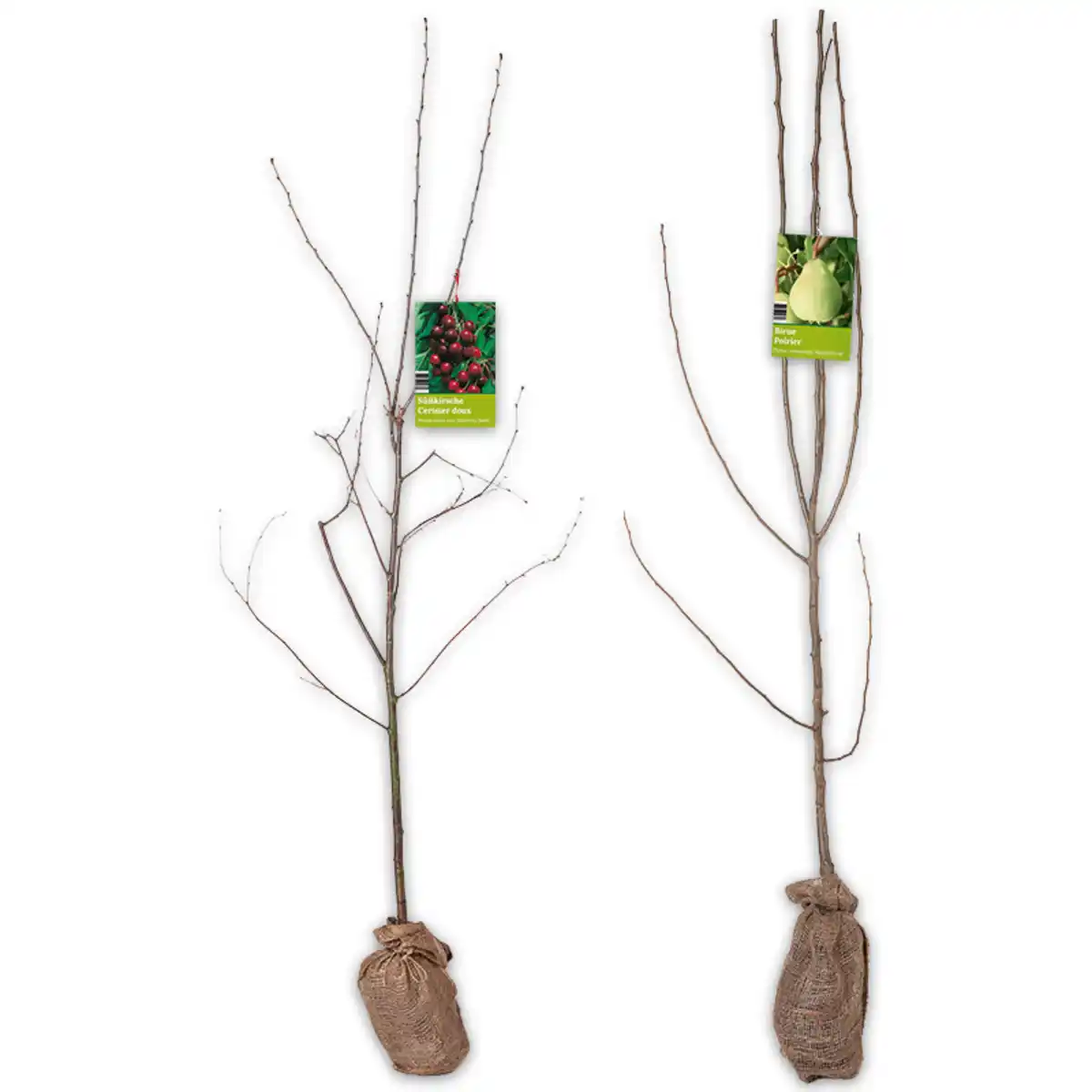 Bild 1 von Obstbaum im Jutesack