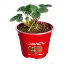 Bild 1 von Erdbeerpflanze