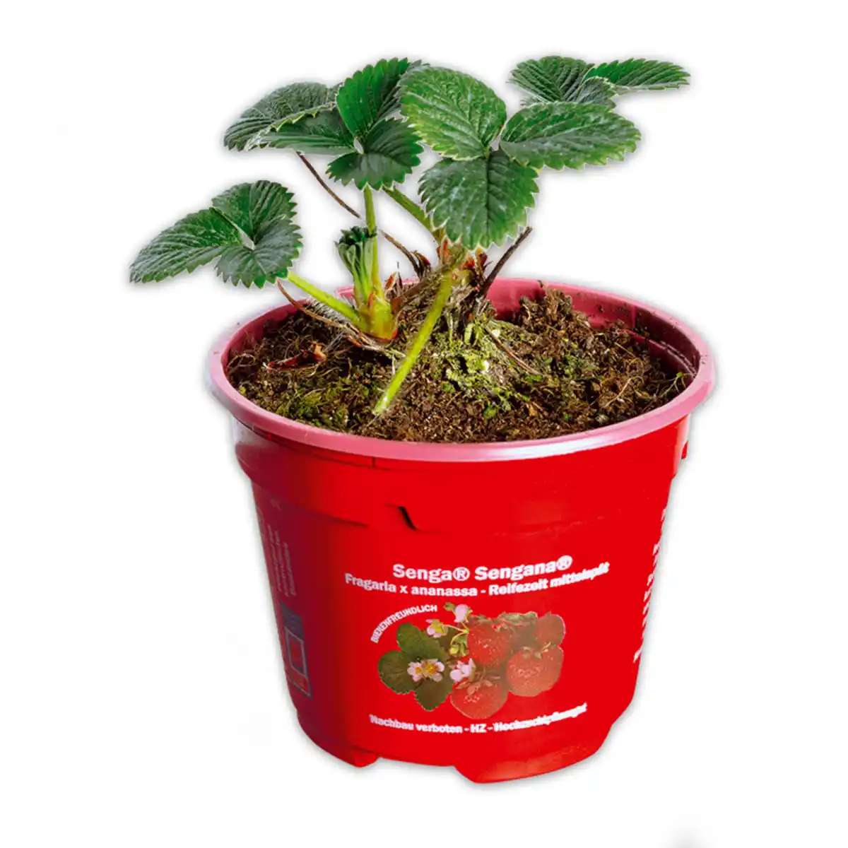 Bild 1 von Erdbeerpflanze