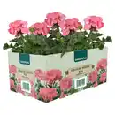Bild 1 von GARDENLINE Beet- & Balkonpflanzen, Geranie rosa
