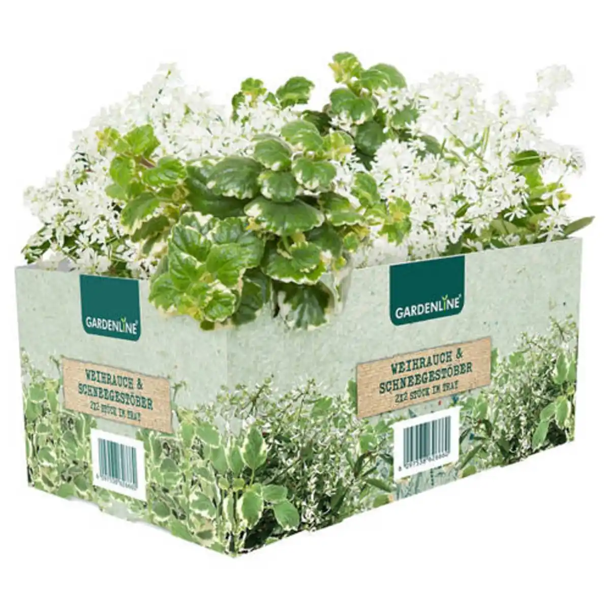 Bild 1 von GARDENLINE Strukturpflanzen 4er-Pack, Weihrauch