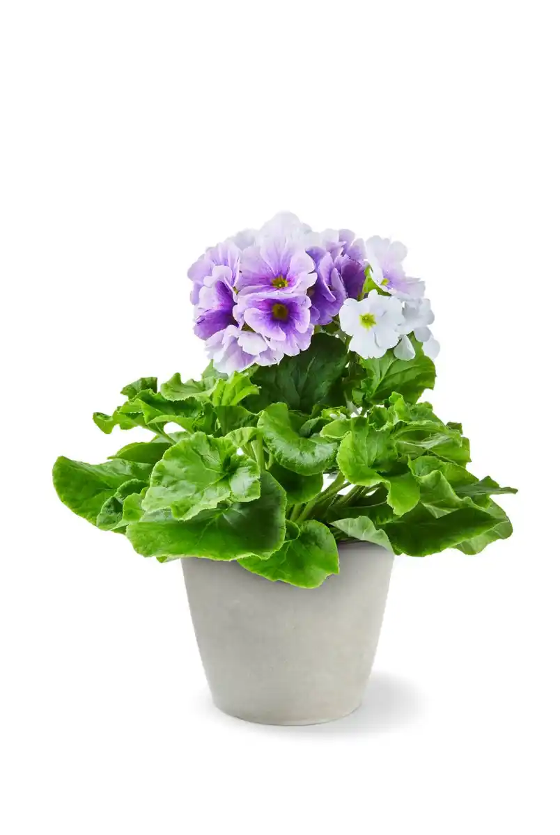 Bild 1 von Becherprimel