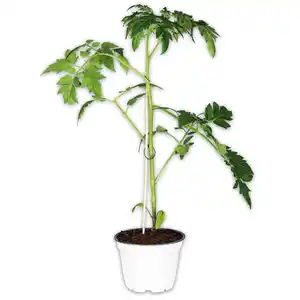 Tomatenpflanze