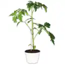 Bild 1 von Tomatenpflanze