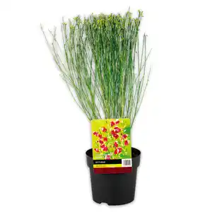 Ginster Mix "Cytisus"