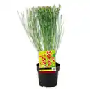 Bild 1 von Ginster Mix "Cytisus"