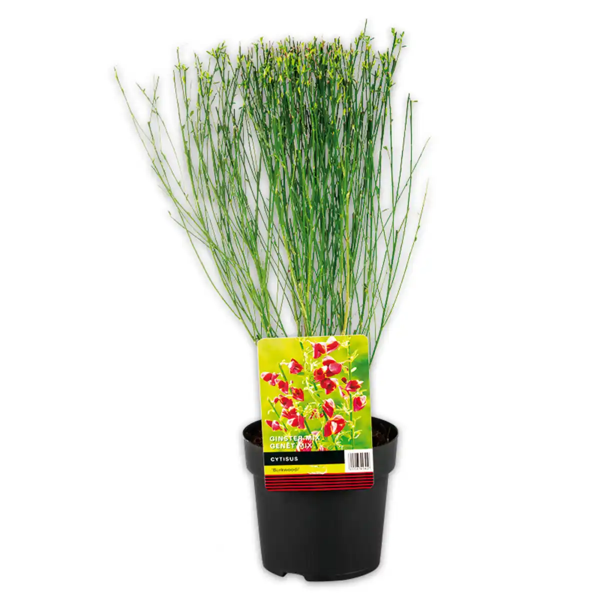 Bild 1 von Ginster Mix "Cytisus"
