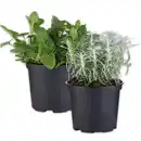 Bild 1 von Gewürzkräuter