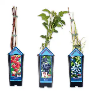 Niedrigwachsende Beerensträucher