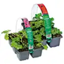 Bild 1 von Finest Garden Geranien / Fuchsien