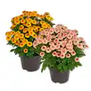 Bild 1 von Chrysantheme