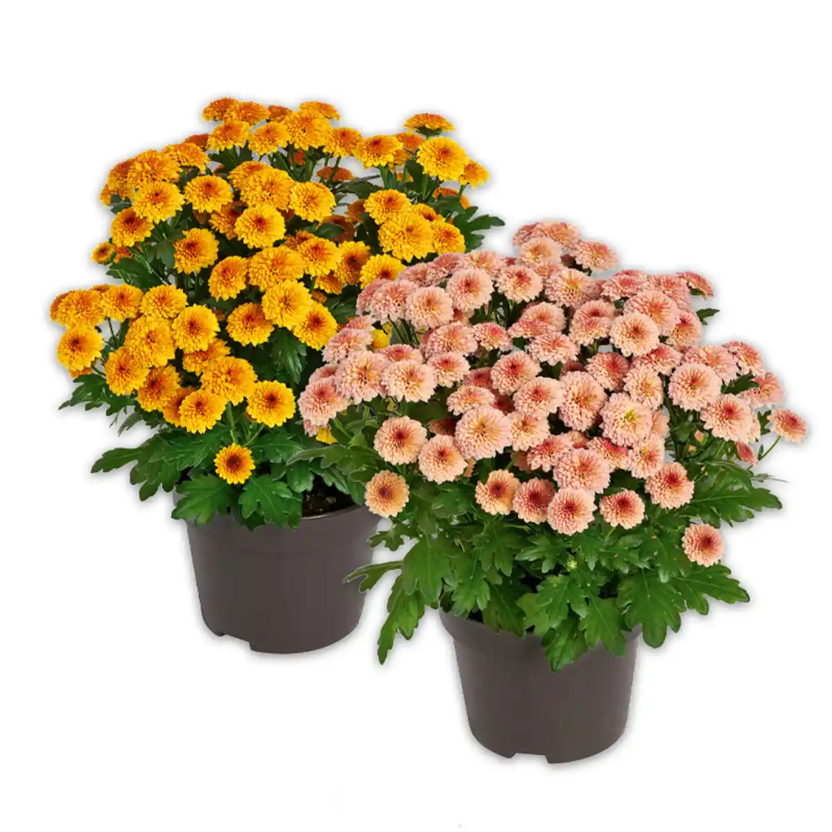 Bild 1 von Chrysantheme