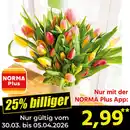 Bild 1 von Finest Garden Harlekin Tulpenstrauß