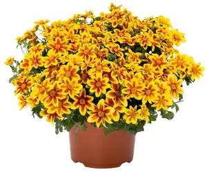 Husarenknöpfchen oder Zweizahn